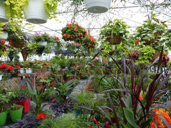 Centre jardin (fleurs) - Aménagement Grenon